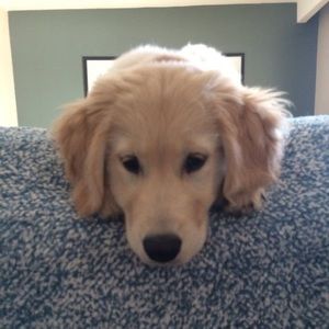 Meet your Posher, Alison